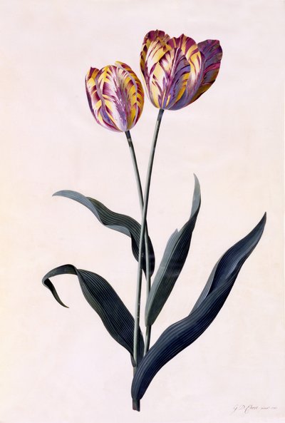 Tulp, ca.1744 door Georg Dionysius Ehret